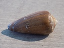 CONIDAE DARIOCONUS VEZOI