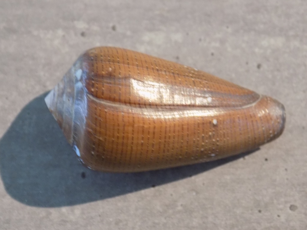 CONIDAE DARIOCONUS VEZOI