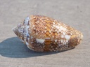 CONIDAE CYLINDER TEXTILINUS