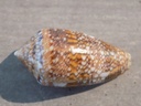 CONIDAE CYLINDER TEXTILINUS