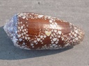 CONIDAE DARIOCONUS OMARIA