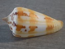 CONIDAE PHASMOCONUS JANUS