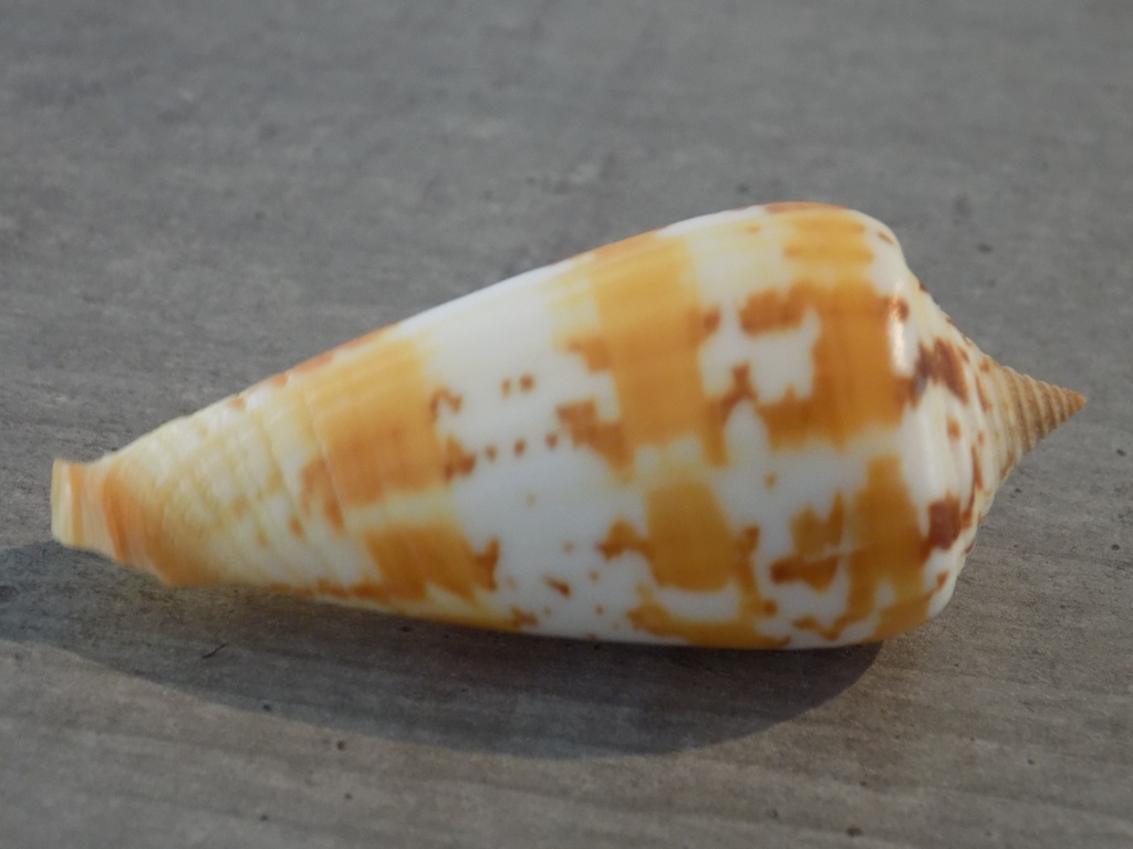 CONIDAE PHASMOCONUS JANUS