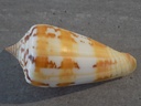 CONIDAE PHASMOCONUS JANUS