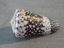 CONIDAE CONUS VIDUA VIDUA