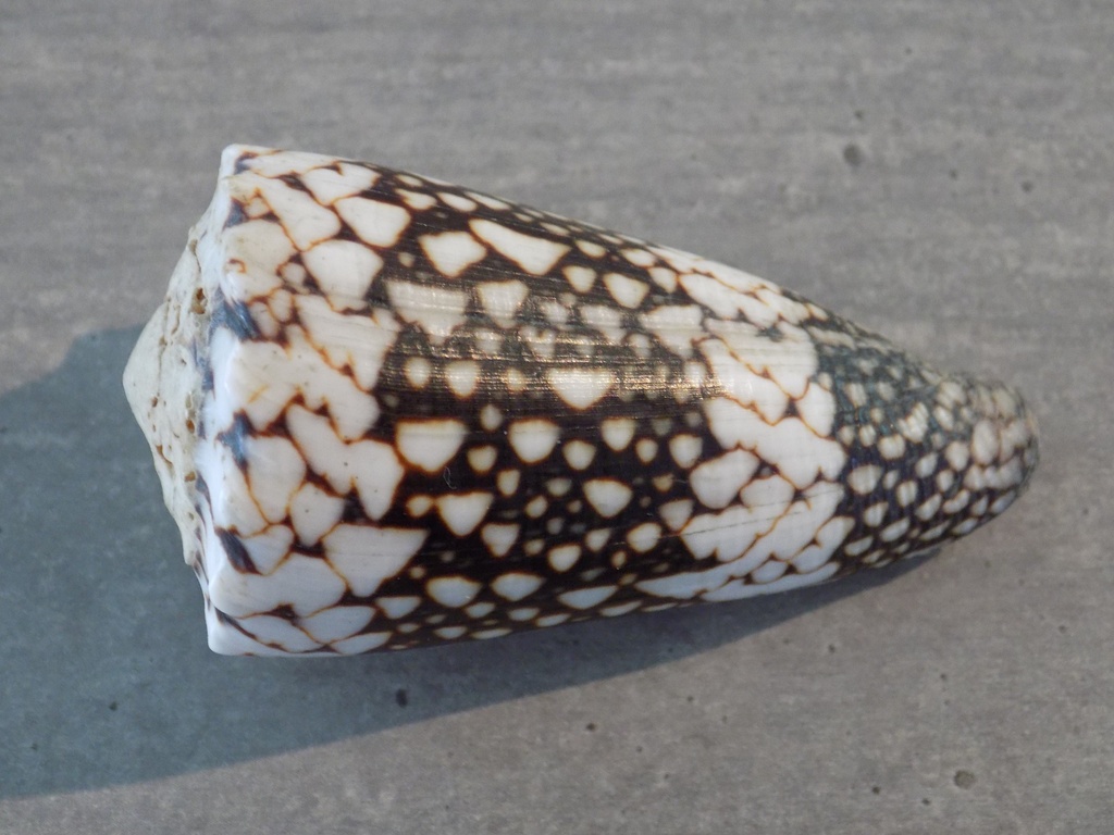 CONIDAE CONUS VIDUA VIDUA