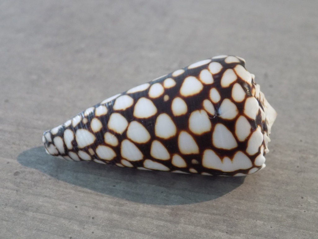 CONIDAE CONUS MARMOREUS