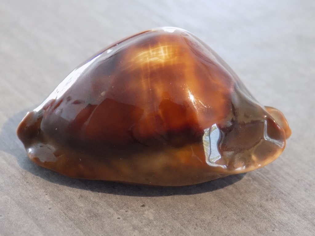 cypraea ZOILA ROSSELLI