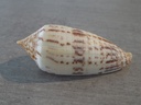 CONIDAE PHASMOCONUS AUSTRALIS XL