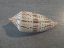 CONIDAE PHASMOCONUS AUSTRALIS XL