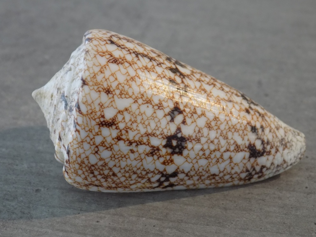 CONIDAE CONUS ARANEOSUS