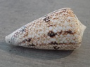 CONIDAE CONUS ARANEOSUS