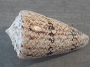 CONIDAE CONUS ARANEOSUS