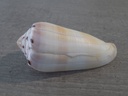 CONIDAE PIONOCONUS CIRCUMCISUS XL