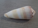 CONIDAE PIONOCONUS CIRCUMCISUS XL