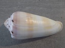 CONIDAE PIONOCONUS CIRCUMCISUS XL