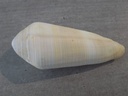 CONIDAE VIRGICONUS TEREBRA XL