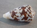 CONIDAE CHLYCONUS ERMINEUS