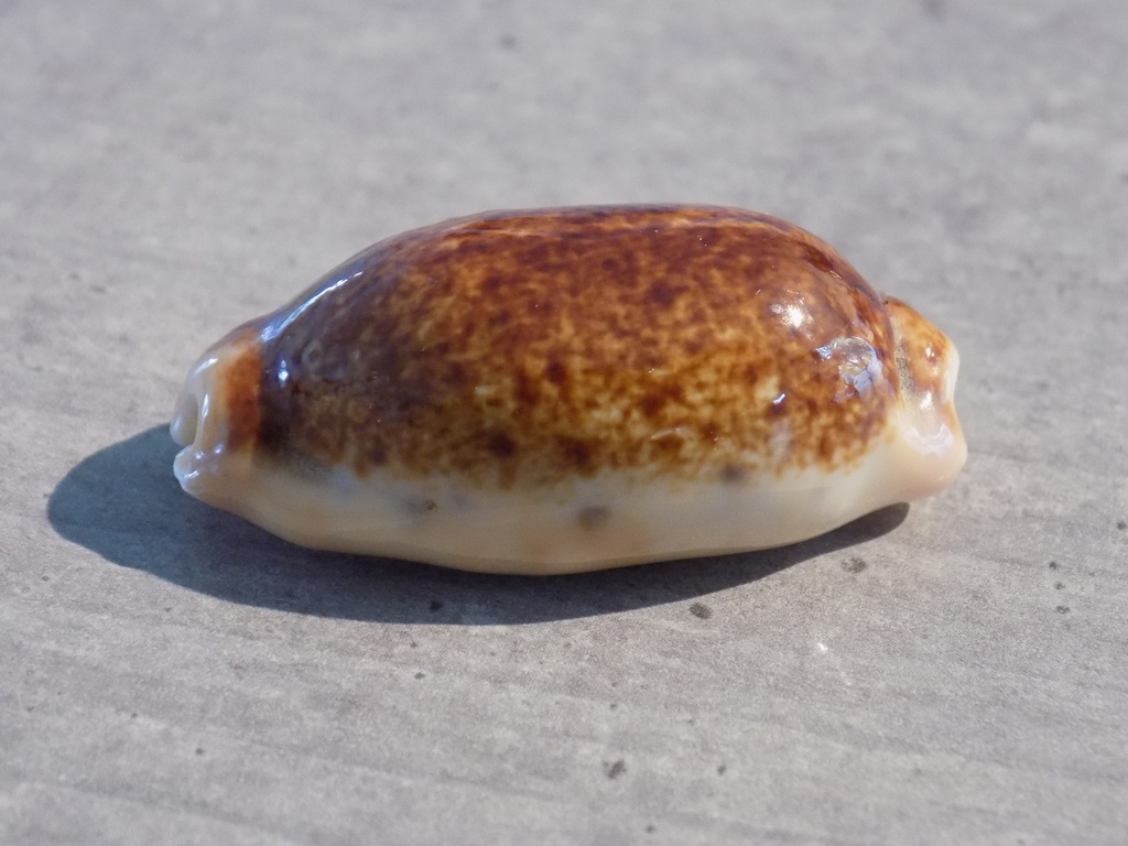 CYPRAEA ERRON.CAURICA Nigerisante