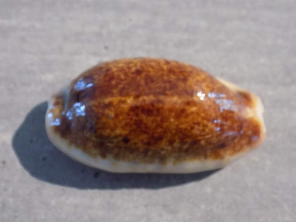 CYPRAEA ERRON.CAURICA Nigerisante