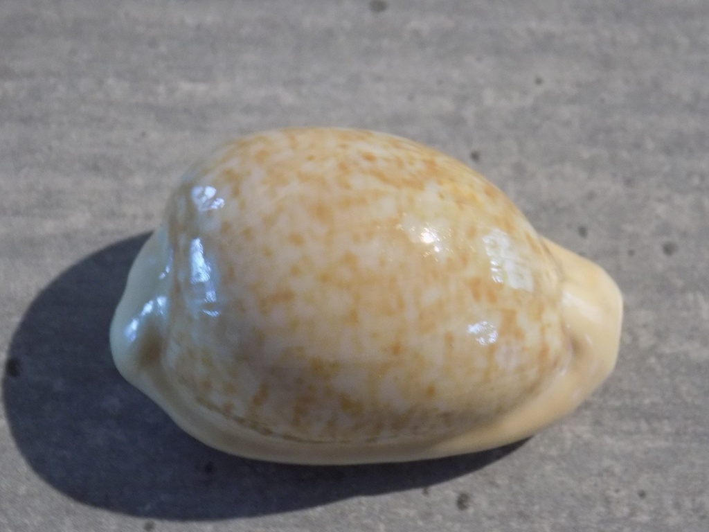 CYPRAEA CYPRAEOVULA FUSCORUBRA