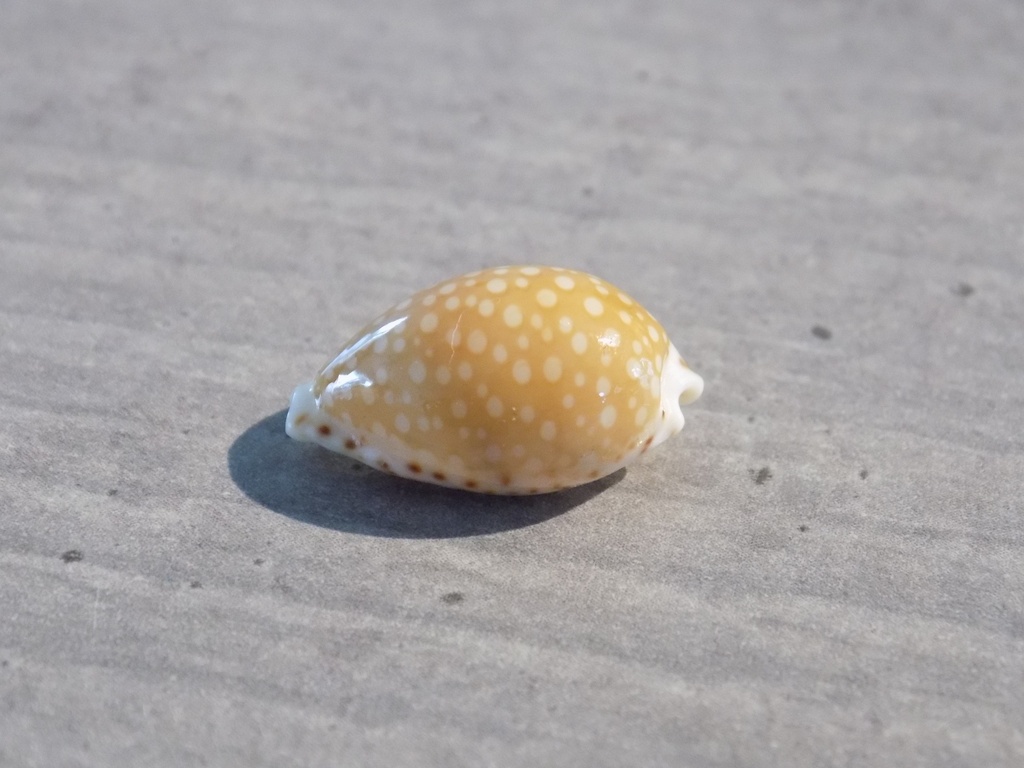 CYPRAEA CRIBRARULA C.GASKOINI