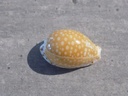 CYPRAEA CRIBRARULA C.GASKOINI