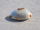 CYPRAEA BISTOLIDA ST.SALARYENSIS XL