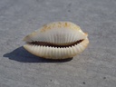 CYPRAEA BISTOLIDA ST.SALARYENSIS XL