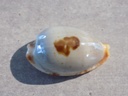 CYPRAEA BISTOLIDA ST.SALARYENSIS XL