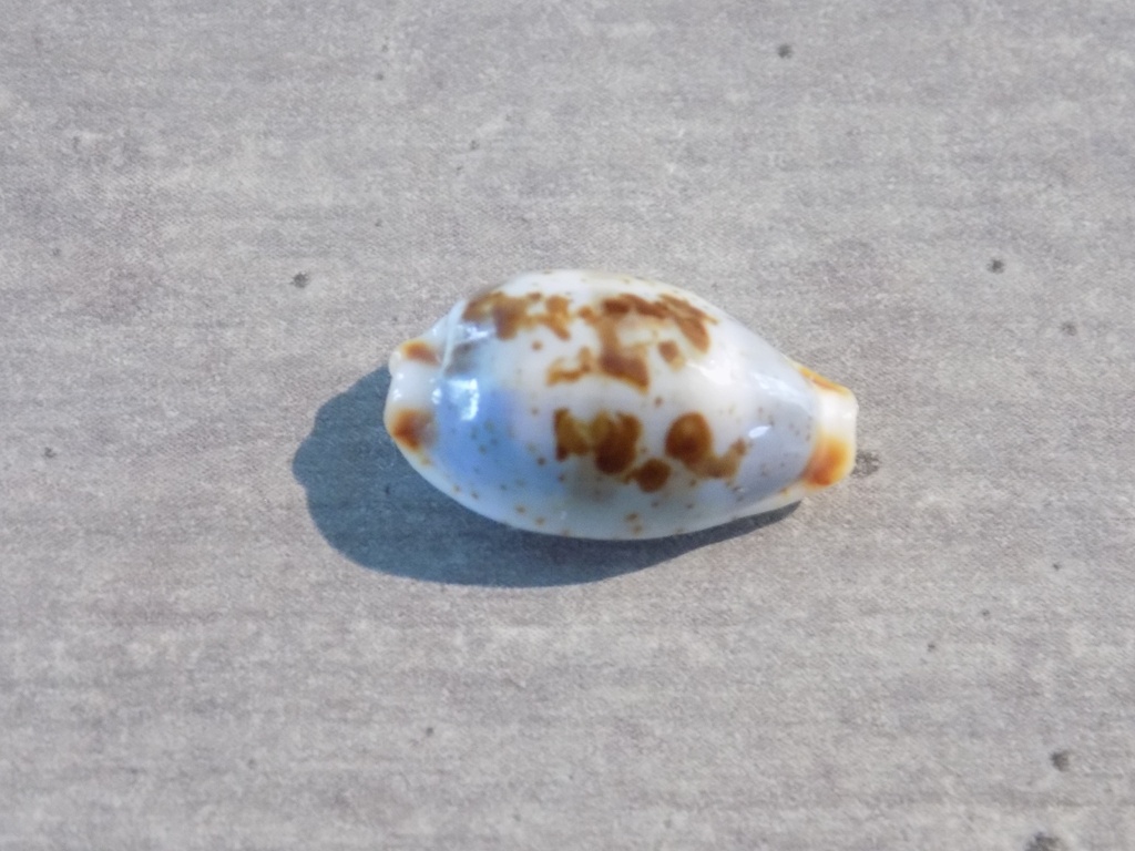 CYPRAEA BISTOLIDA ERYTHRAEENSIS