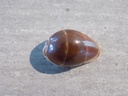 CYPRAEA PALMADUSTA ANDROYENSIS