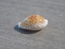 CYPRAEA C.CRIBRARIA COMMA