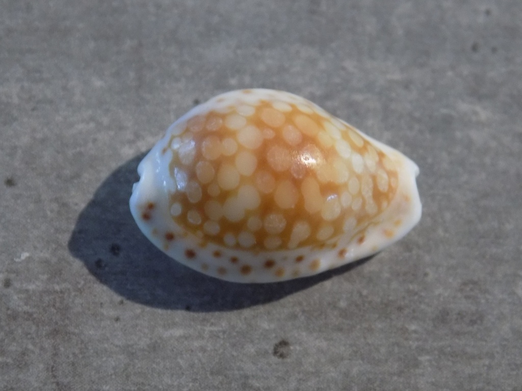 CYPRAEA C.CRIBRARIA COMMA