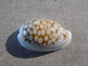 CYPRAEA C.CRIBRARIA ESONTROPIA ESNTROPIA