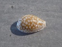 CYPRAEA C.CRIBRARIA ESONTROPIA CRIBELLUM