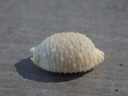 CYPRAEA STAPHYLEA NUCLEUS XL