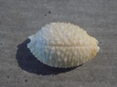 CYPRAEA STAPHYLEA NUCLEUS XL