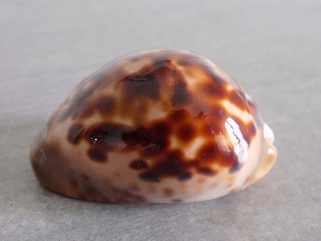 CYPRAEA ZOILA VENUSTAS SORRENETENSIS