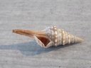 TURRIDAE LOPHIOTOMA INDICA