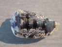 HARPIDAE MORUM TUBERCULOSUM