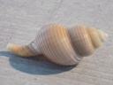 RANELLIDAE GELAGNA SUCCINCTA