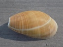 SCAPHANDRIDAE SCAPHANDER LIGNARUS