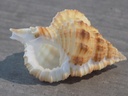 RANELLIDAE GYRINEUM CUSPIDATUM