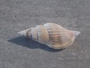 ROSTELLARIIDAE VARICOSPIRA CANCELLATA