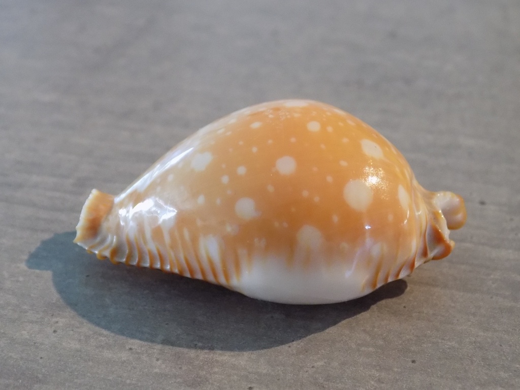 CYPRAEA PERISSEROSA GUTTATA