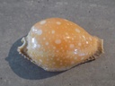 CYPRAEA PERISSEROSA GUTTATA