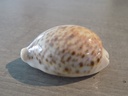 CYPRAEA PANTHERINA F.ALBONITENS