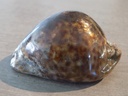 CYPRAEA TRONA STERCORARIA Dark XL