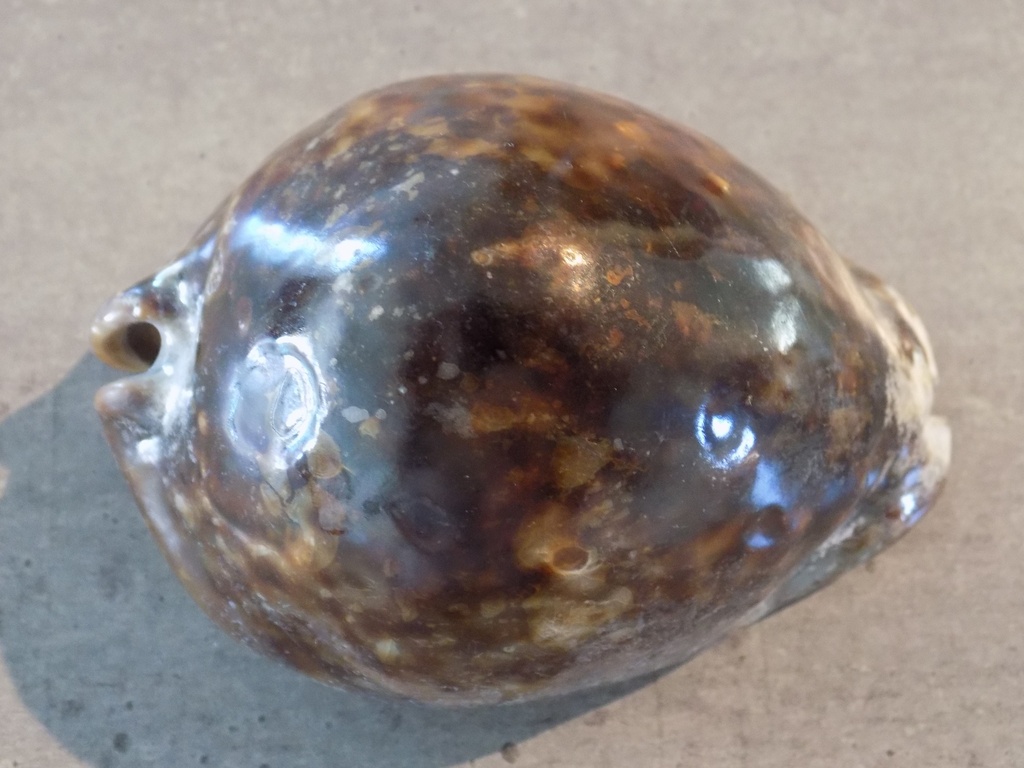 CYPRAEA TRONA STERCORARIA Dark XL